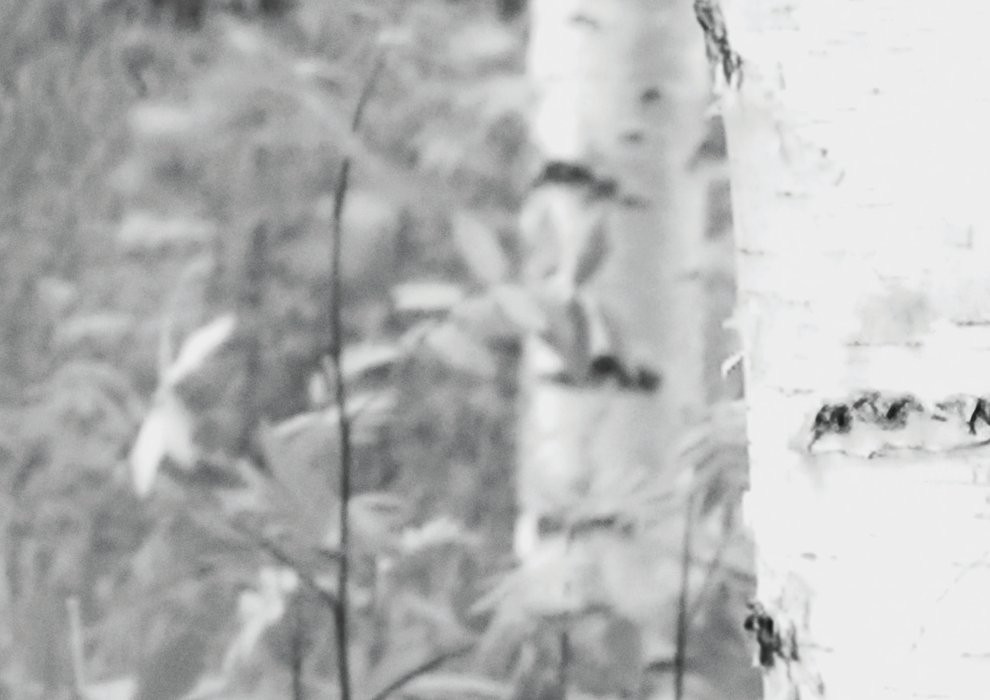 Woods