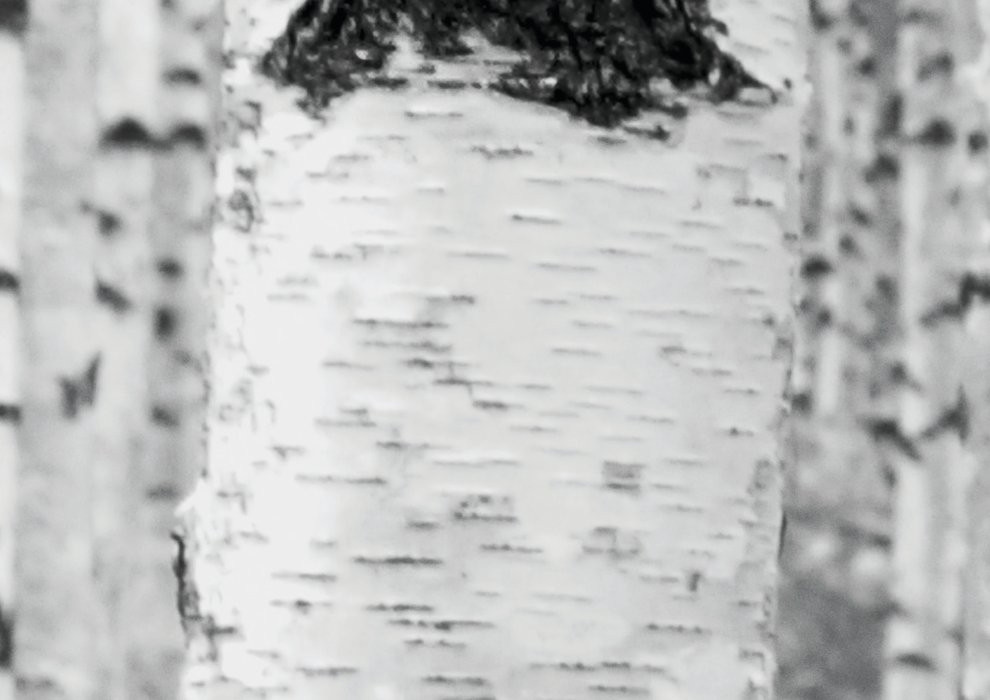 Woods