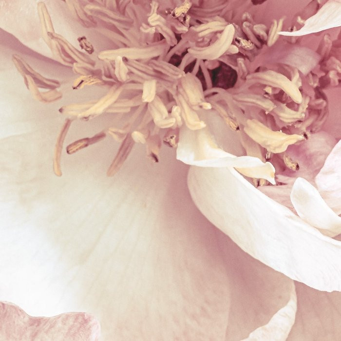Peonies