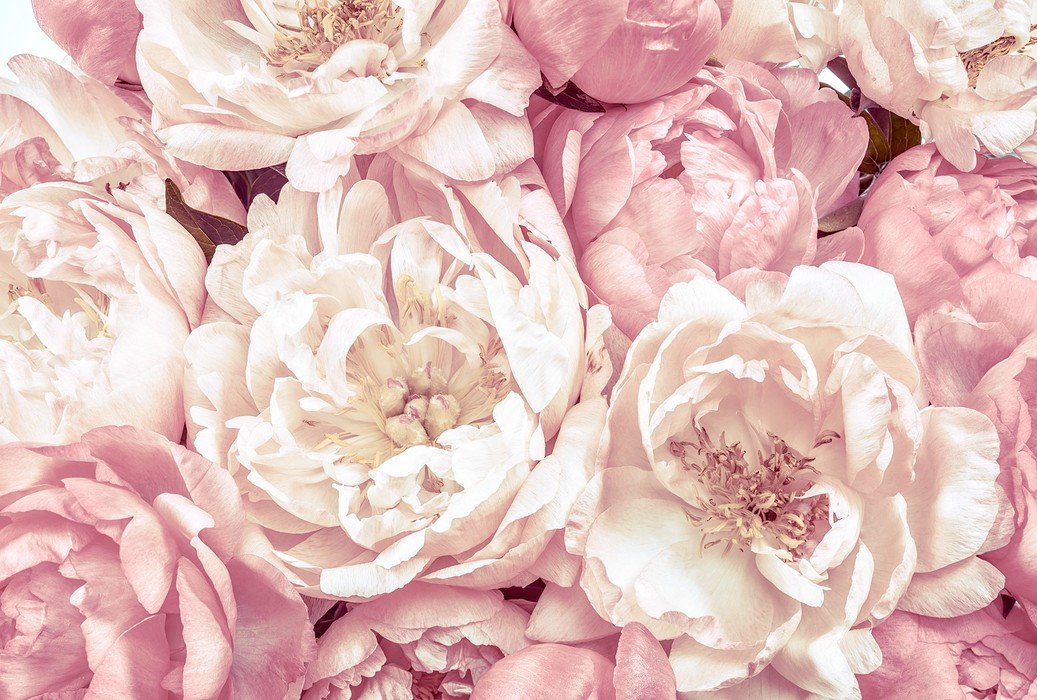 Peonies
